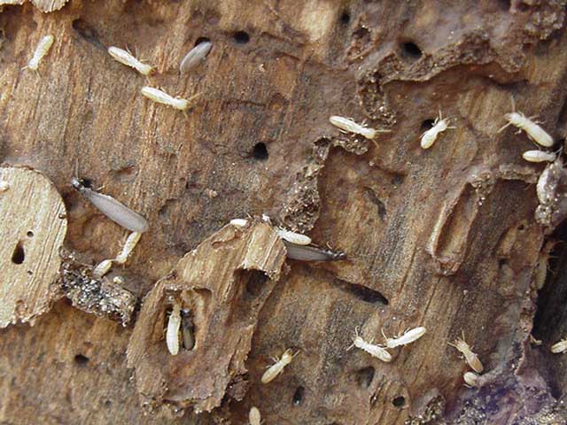Termites dégradant un morceau de bois