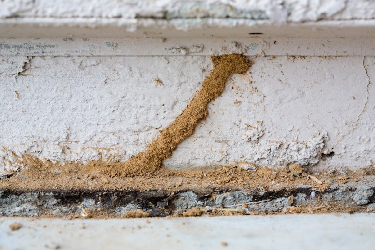 D tecter La Pr sence De Termites CTB A d-tecter-la-pr-sence-de-termites-ctb-a